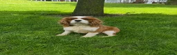 Cavalier King Charles Spaniel dogs for sale: CAVALIER KING CHARLES MALE DOG 3YRS  - Advert 3