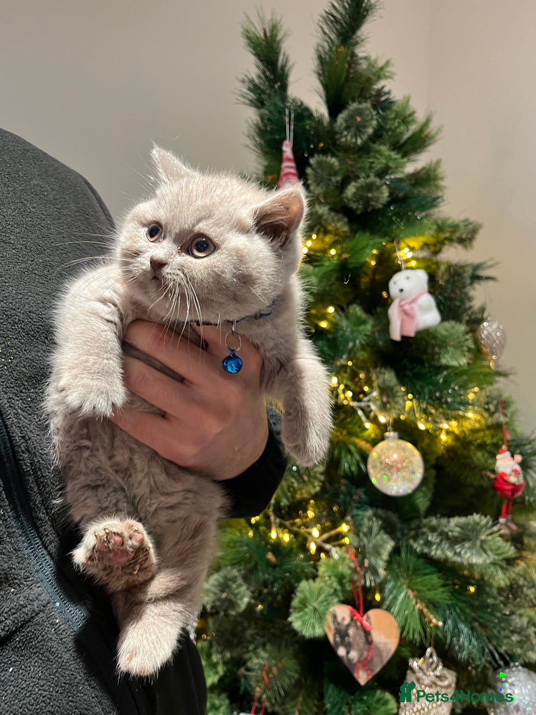 British Shorthair cats for sale: ⭐️ PURE BREED BRITISH SHORTHAIR KITTENS - Advert 12