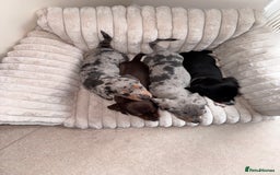 Miniature Dachshund dogs for sale: Miniature dachshund  - Image 4