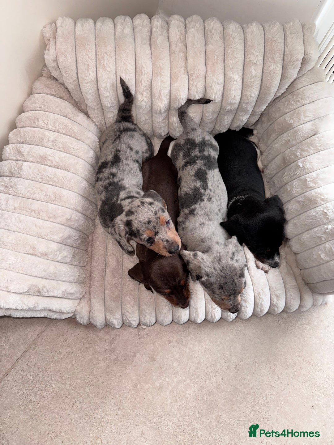 Miniature Dachshund dogs for sale: Miniature dachshund  - Image 4