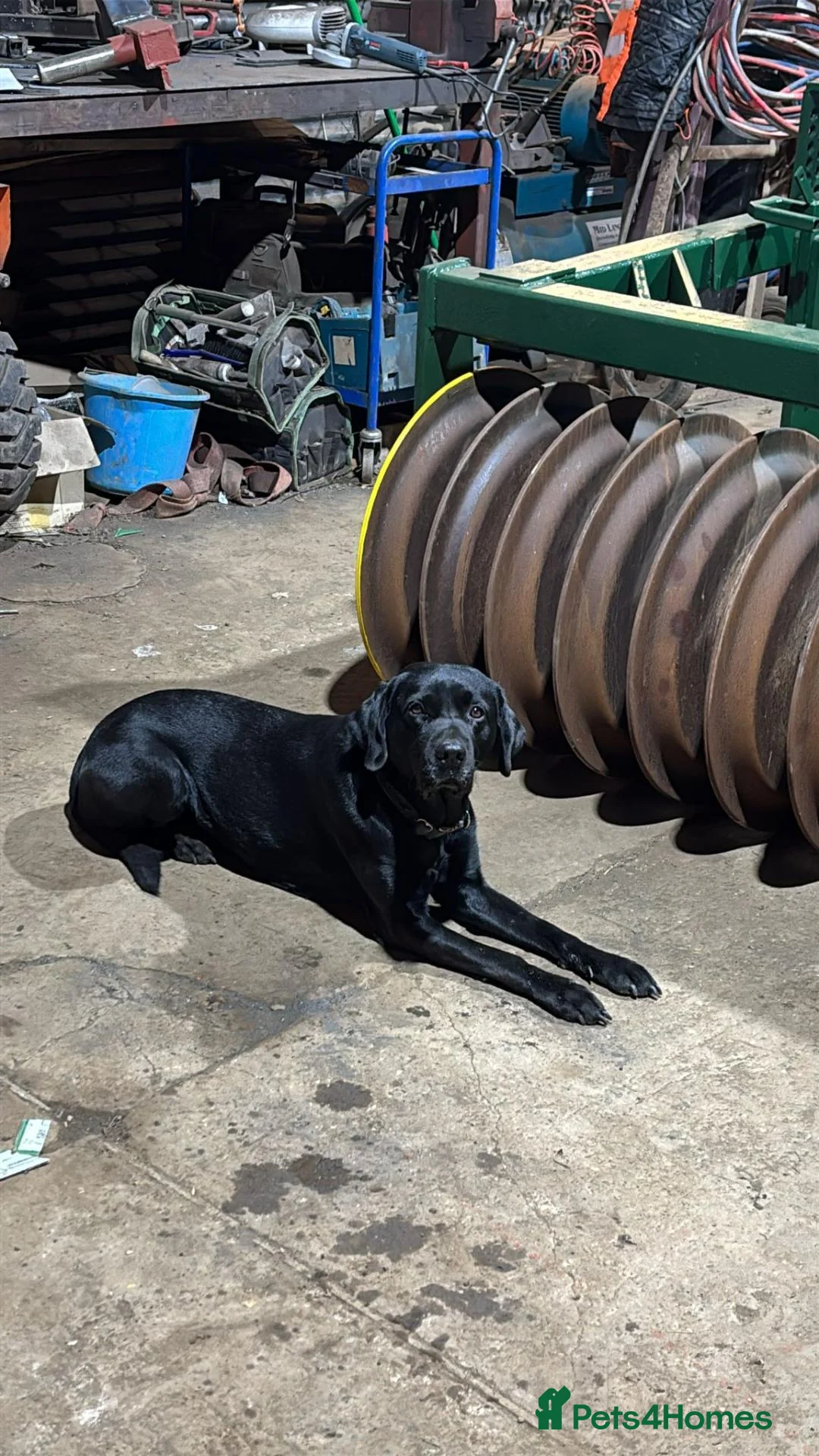 Labrador Retriever dogs for stud: Diesel in Louth - Advert 2