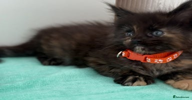 Maine Coon cats - Advert 3