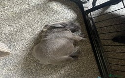 Mixed Breed dogs for sale: Pocket Bully cross Pug - Image 4