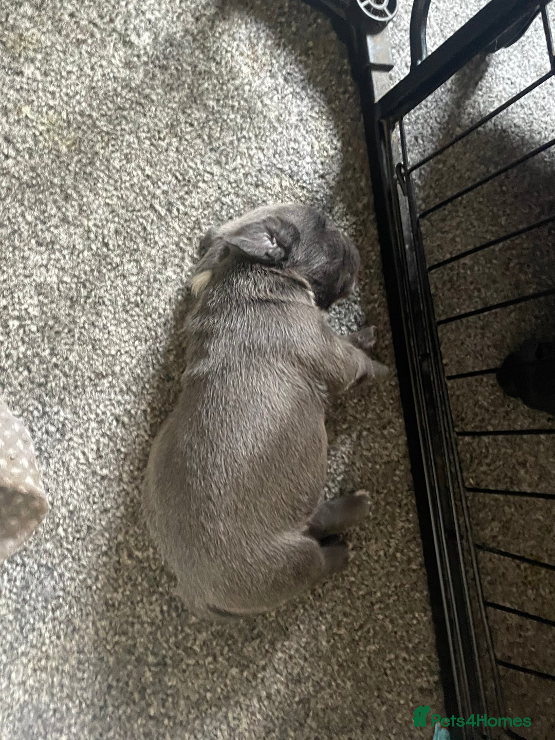Mixed Breed dogs for sale: Pocket Bully cross Pug - Image 4