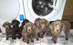 Labrador Retriever dogs for sale: KC SILVER & CHARCOAL Labrador Puppys  - Image 15