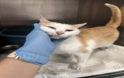Mixed Breed cats for adoption: 💍Pearl💍is looking for her forever home!  - Image 1
