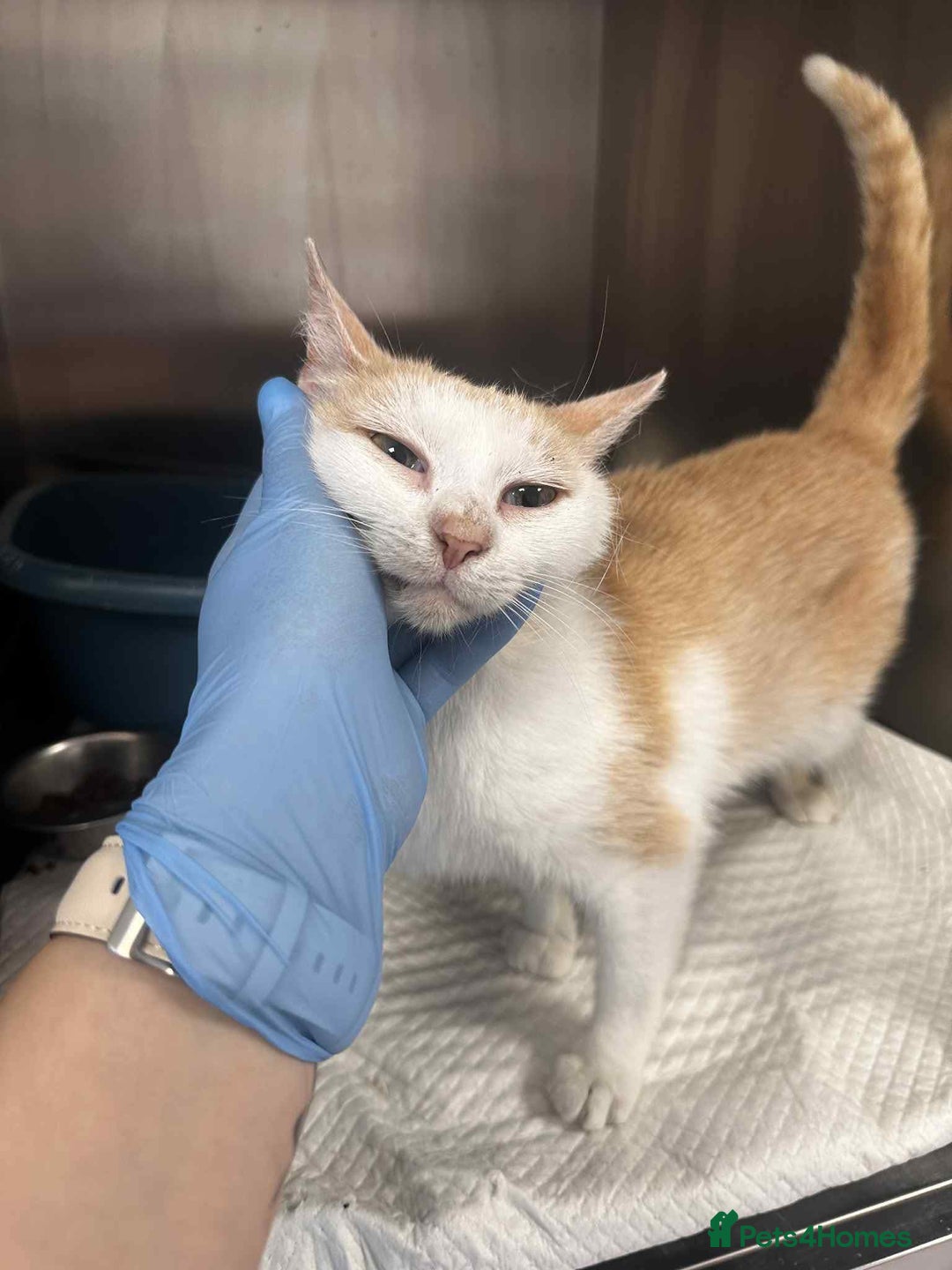 Mixed Breed cats for adoption: 💍Pearl💍is looking for her forever home!  - Image 1