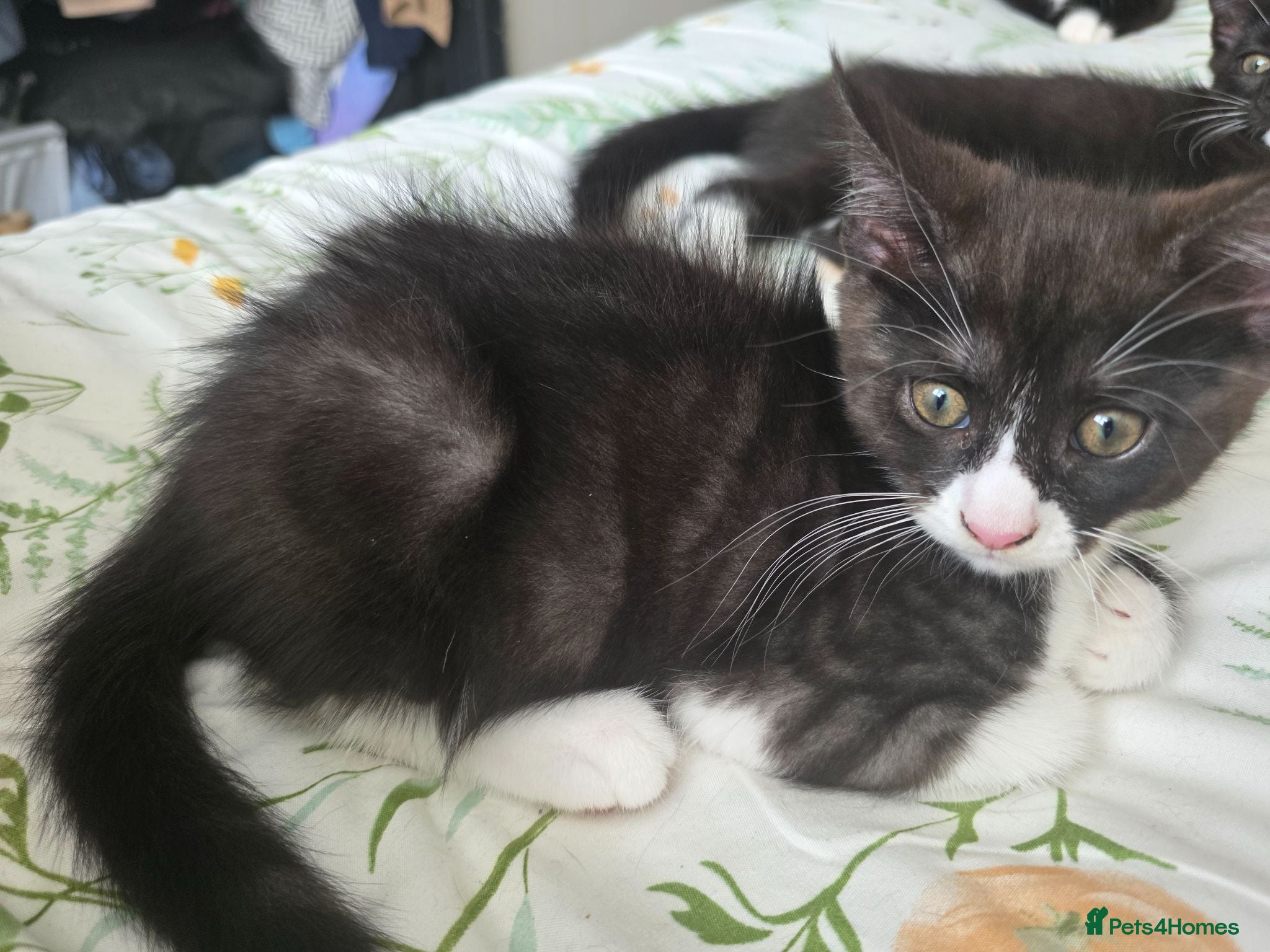 Maine Coon cats Reduced- 3 mainecoon cross kittens open to offers - Advert 18