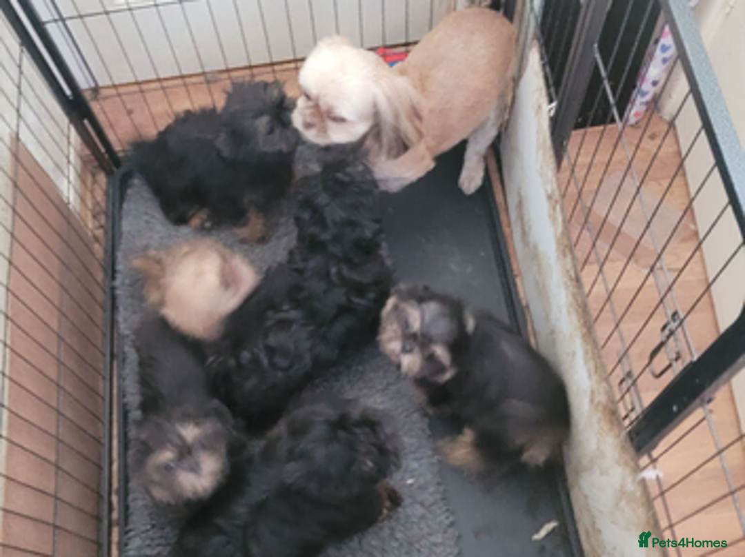 Shih Tzu dogs for sale: Imperial shih tzu puppies - Advert 2