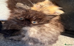 Persian cats for sale: REDUCED GCCF PERSIAN KITTENS  - Image 5