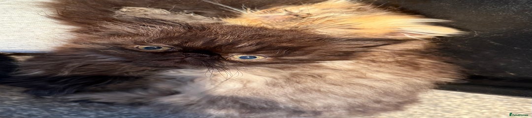Persian Kitten 4