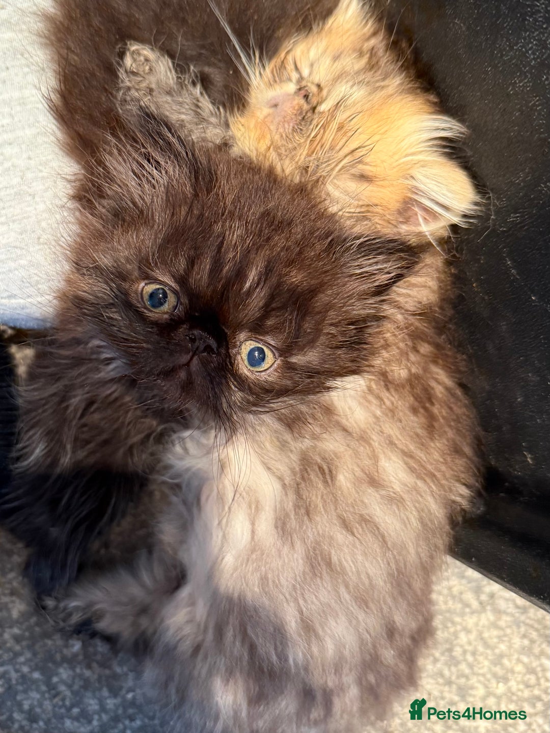 Persian cats for sale: REDUCED GCCF PERSIAN KITTENS  - Image 5