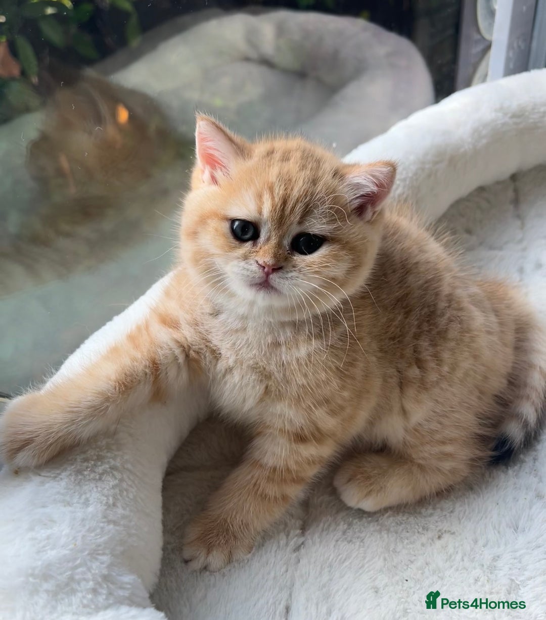 British Shorthair cats for sale: TICA Reg Beautiful Golden & Golden Tabby Bsh  - Advert 9