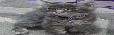 Pip