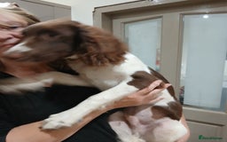 English Springer Spaniel dogs for sale: **SPRINGER SPANIEL, health tested** - Image 3