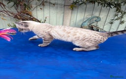 Bengal cats for sale: Breathtaking rare snow leopard  - Advert 13