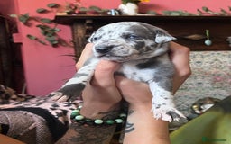 Lurcher dogs for sale: Lurcher puppies  - Image 1