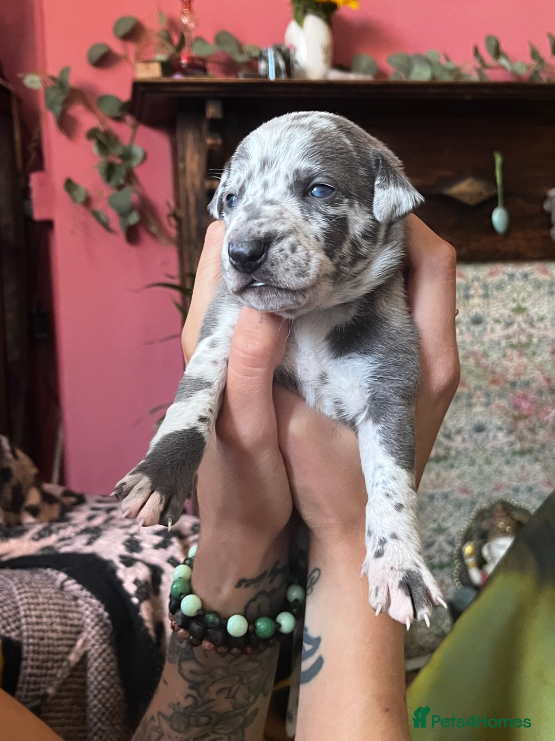 Lurcher dogs for sale: Lurcher puppies  - Image 1