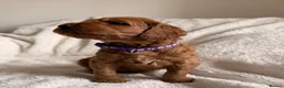 Mini Goldendoodle dogs for sale: Exceptional AUSTRALIAN DOODLES HEALTH TESTED🐾  - Advert 8