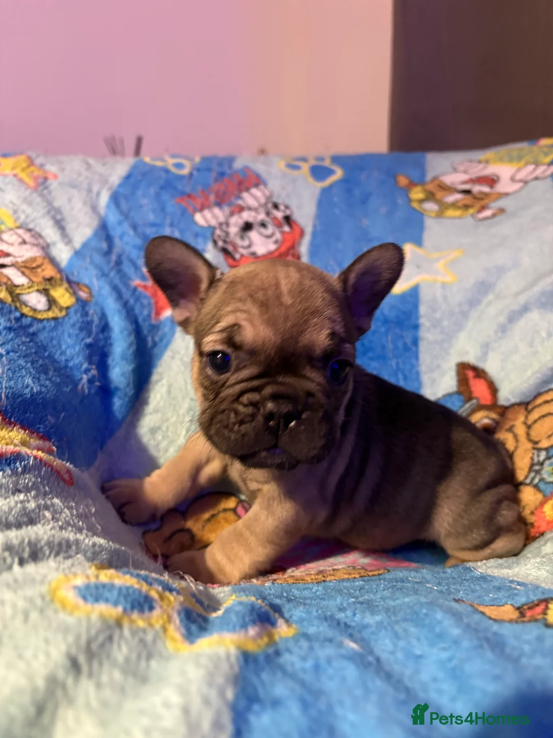 French Bulldog dogs for sale: French Bulldog Puppies - Advert 30