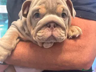 English Bulldog dogs Beautiful Chucky chocolate puppies - Advert 1