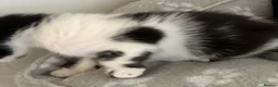 Oriental cats for sale: GCCF registered Oriental kittens  - Advert 8