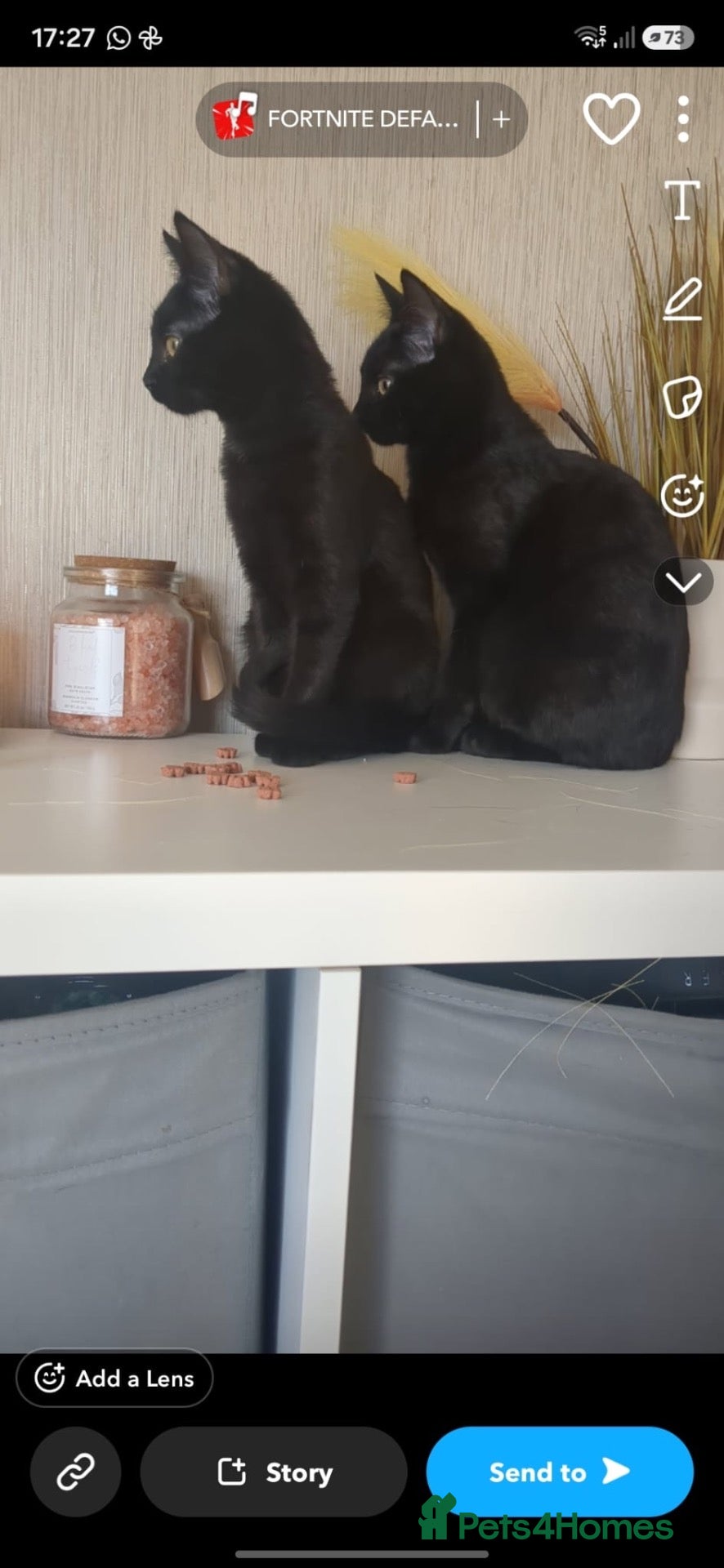 Mixed Breed cats Black cat - Advert 1