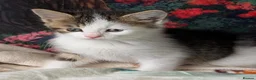 Domestic Shorthair cats for sale: Domestic Shorthair Kittens - Advert 17
