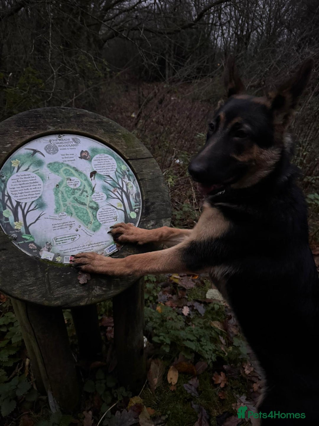 German Shepherd dogs for sale: German Shepherd Pup - Advert 6