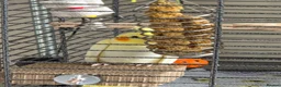 Cockatiels birds for sale: 2 cockatiels- pied and latino - Advert 4