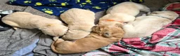 Golden Retriever dogs for sale: 5 Beautiful Golden Retriever's  - Advert 12