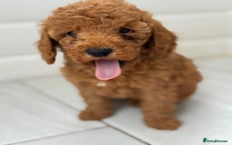 Maltipoo dogs for sale: Quality Korean maltipoos - Image 22