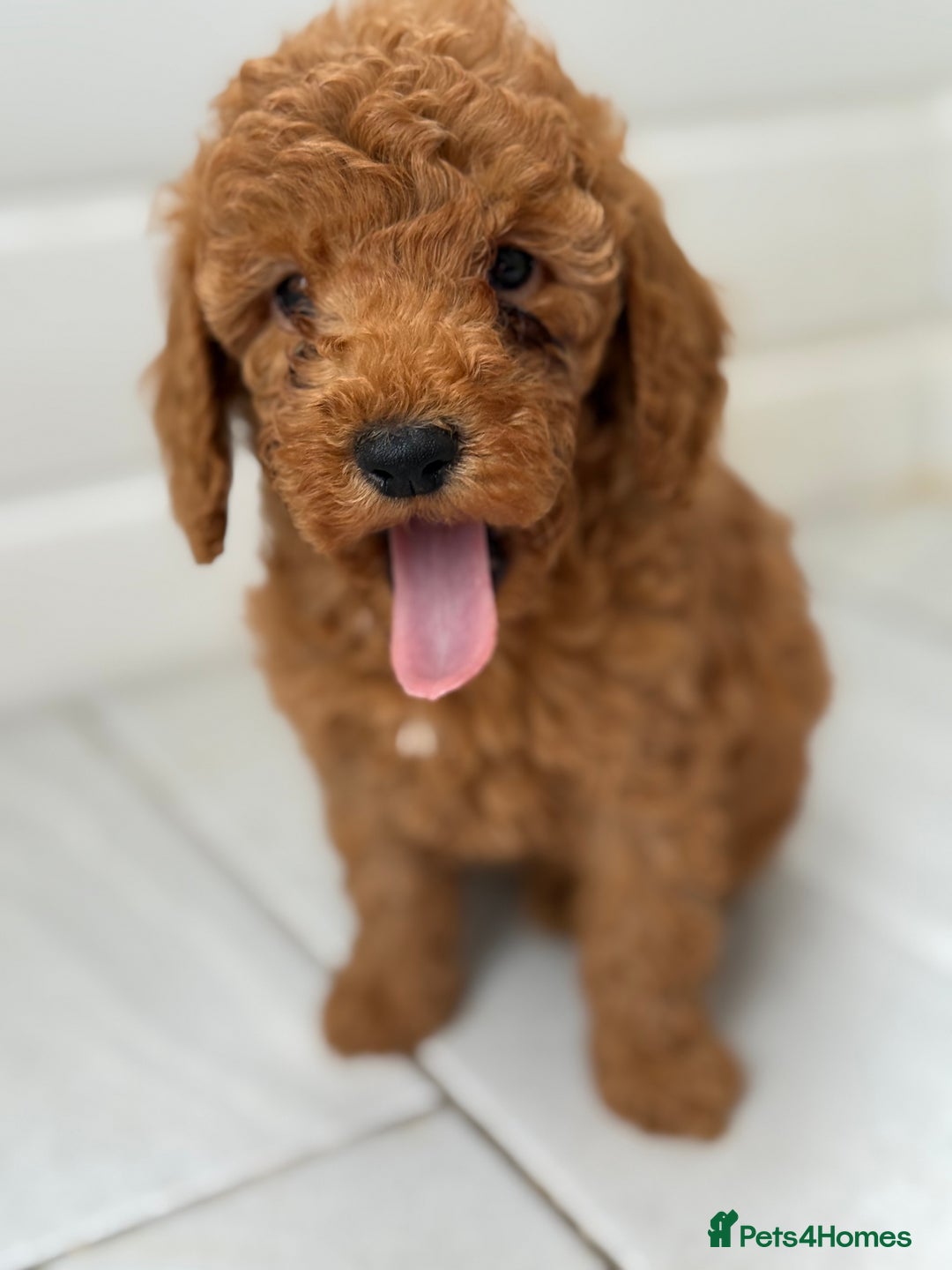 Maltipoo dogs for sale: Quality Korean maltipoos - Image 22