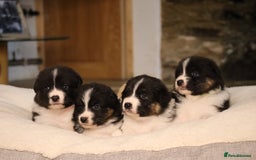 Australian Shepherd dogs for sale: Australian Shepherd Puppies  - Image 4
