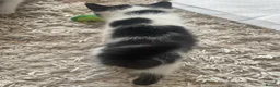 Mixed Breed cats for sale: Mixed Breed Ragdolls  - Advert 2