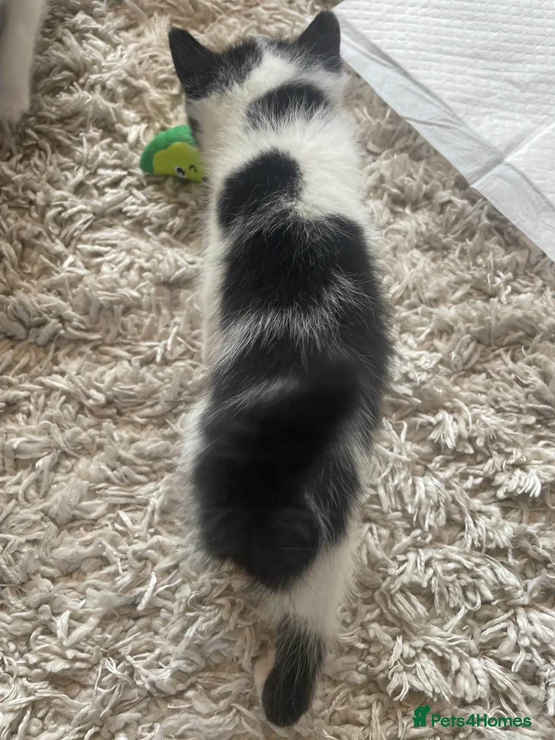 Mixed Breed cats for sale: Mixed Breed Ragdolls  - Advert 2