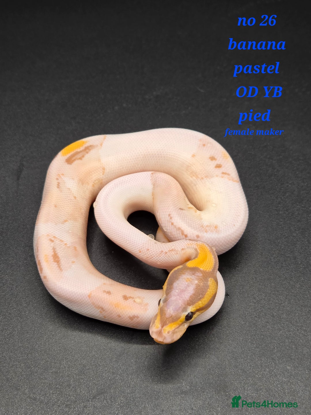Python Snake reptiles for sale: Various ball python's  - Image 12