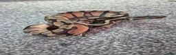 Python Snake reptiles for sale: Juvenile ball pythons  - Advert 9
