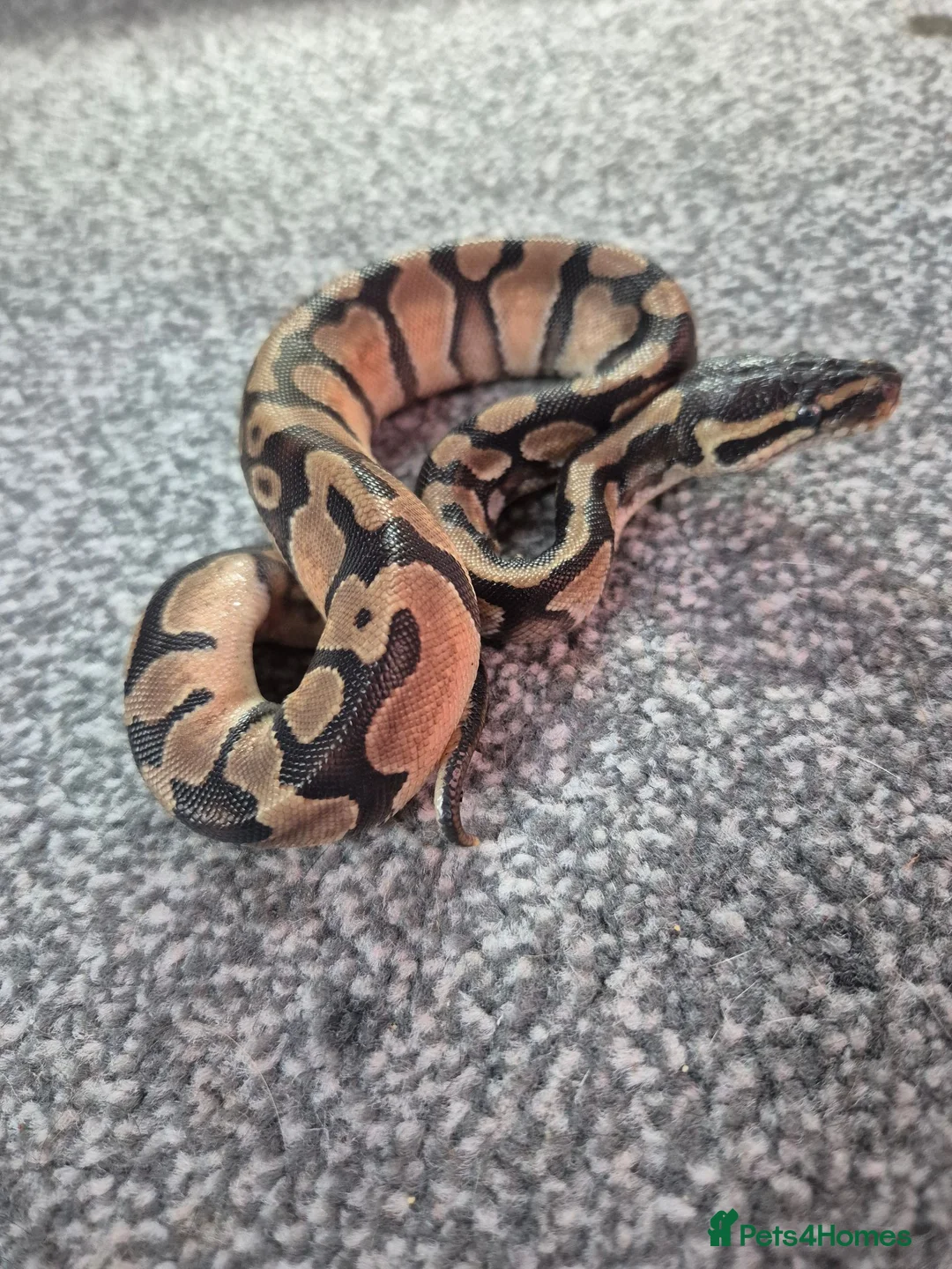 Python Snake reptiles for sale: Juvenile ball pythons  - Advert 9