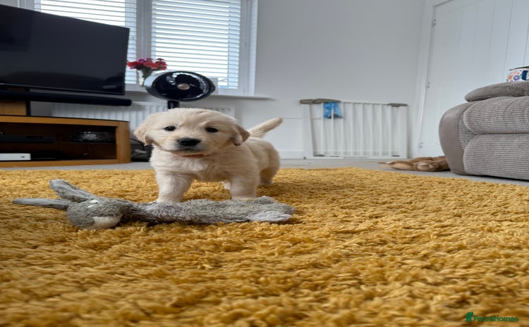 Golden Retriever dogs - Advert 5
