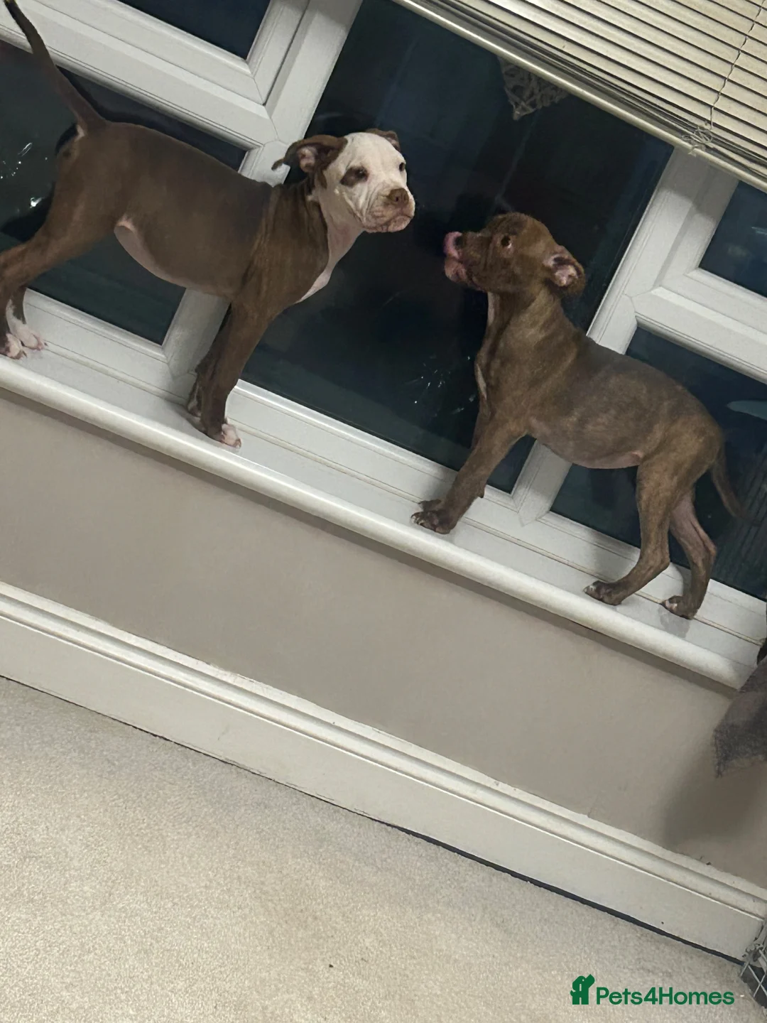 Mixed Breed dogs for sale: Standard American bully  ** tiff in Harlow - Advert 2