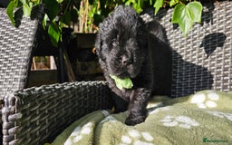 Newfoundland dogs for sale: Outstanding Newfoundland babies  - Image 6