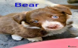 Border Collie dogs for sale: Red and white border collie/Sheepdog Pups - Image 4