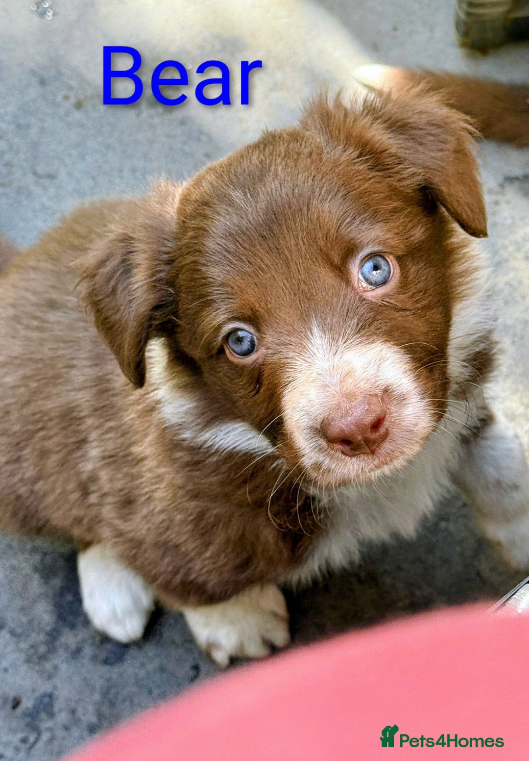 Border Collie dogs for sale: Red and white border collie/Sheepdog Pups - Image 4