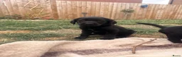 Goldador dogs for sale: Golden Retriever X KC Labrador Retriever - Advert 3
