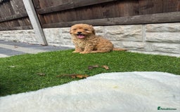 Cavapoo dogs for sale: Toy f1b cavapoo puppies - Image 21