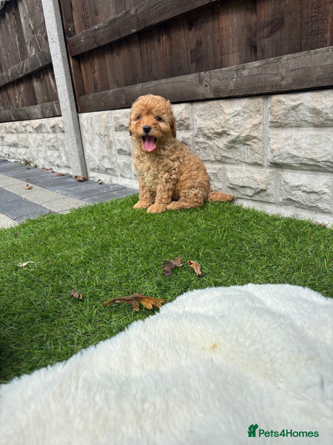 Cavapoo dogs for sale: Toy f1b cavapoo puppies - Image 21