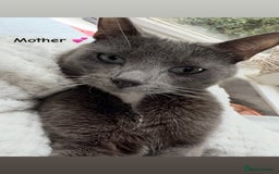 British Shorthair cats for sale: Beautiful Grey & White Kittens🐱💕 - Image 8