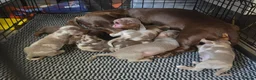 Dachshund dogs for sale: 8 Dachshund Puppies Looking for Their Forever Home - Advert 22