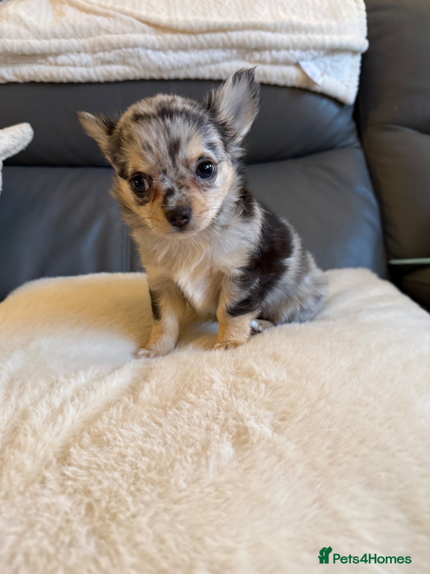Chihuahua dogs Stunning litter of chihuahua babies READY NOW 🙂 - Advert 2